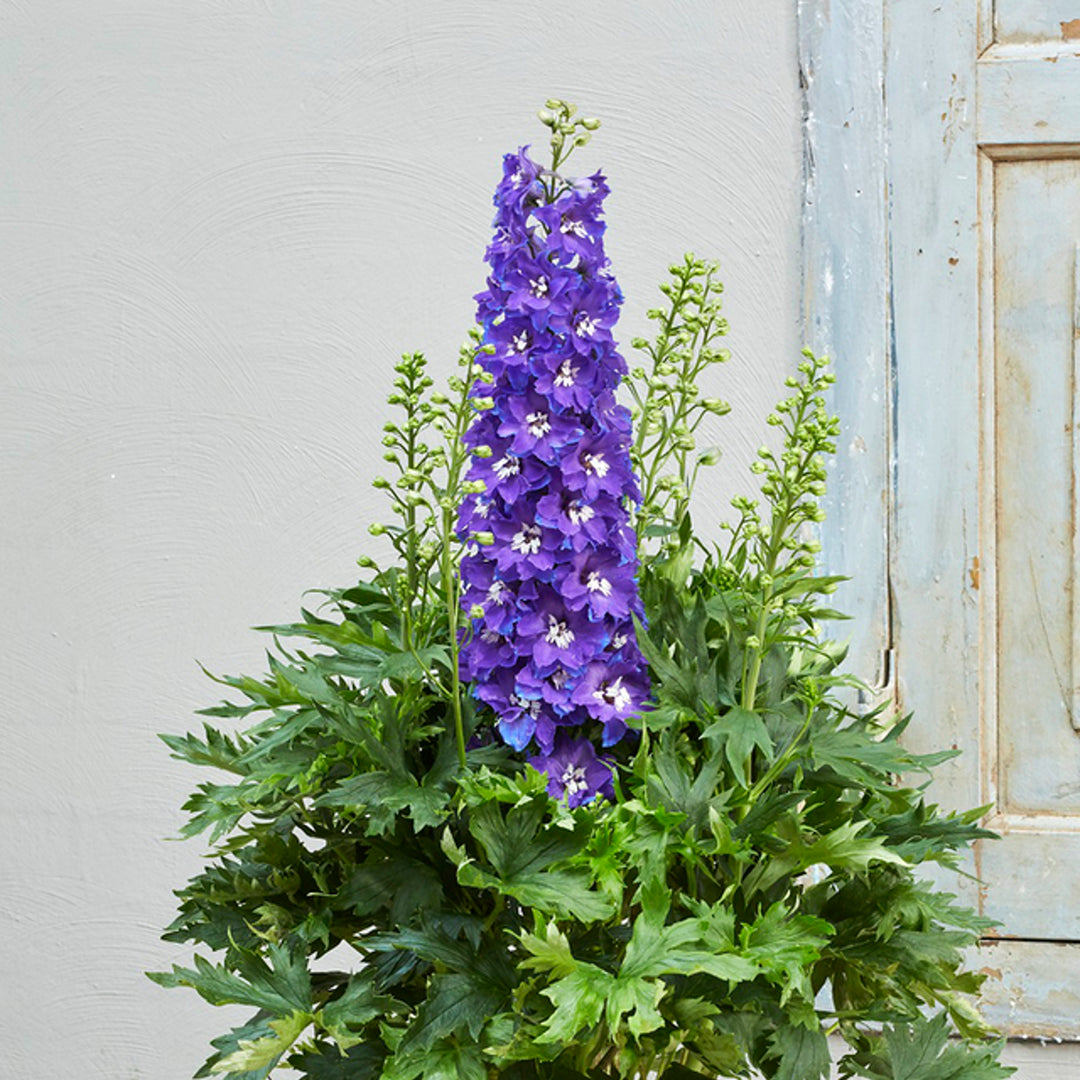 Delphinium x 'Glitzy' Delgenius™ Glitzy Delphinium, 2 Gallon Perennial