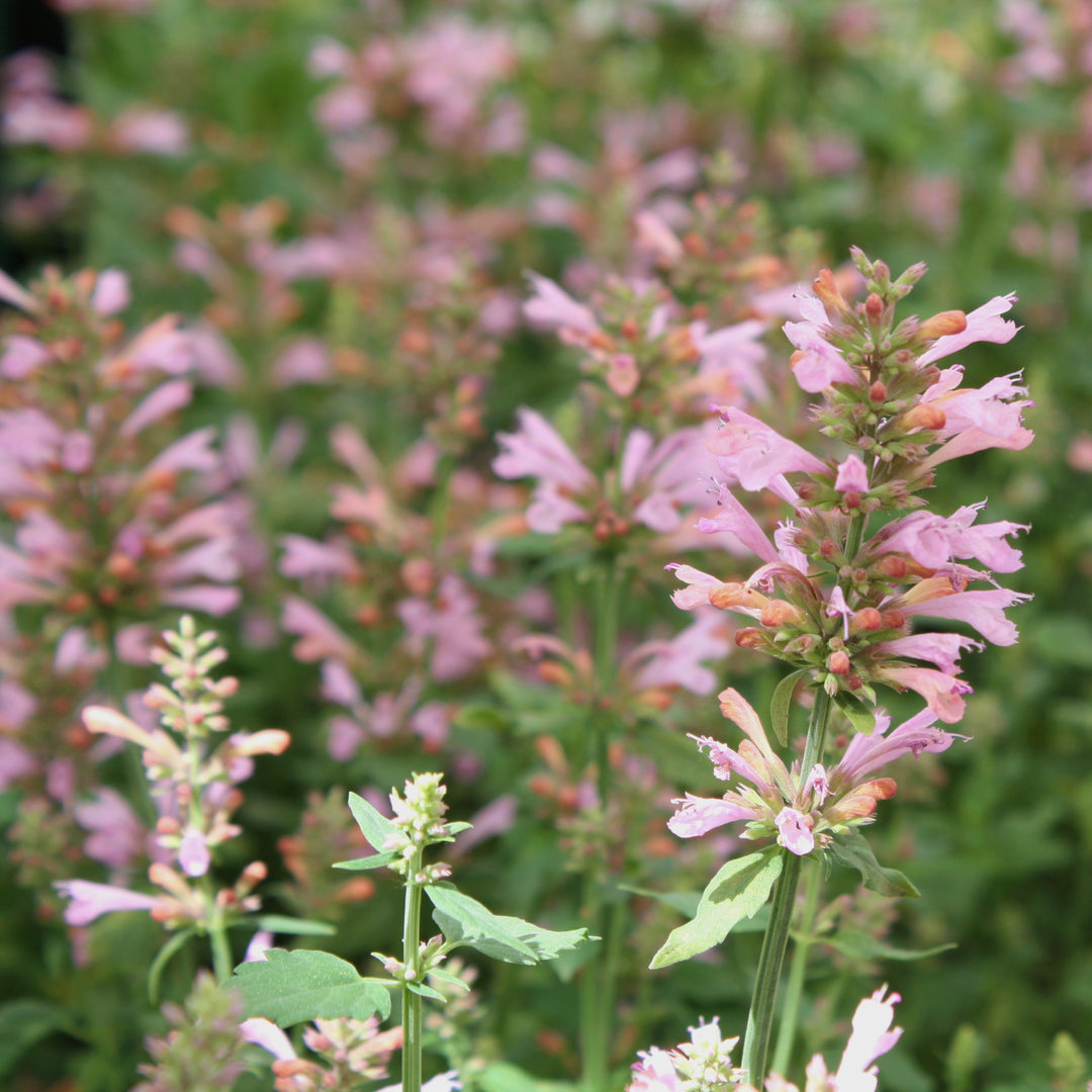 Agastache aurantiaca 'Sunny Sparks Pink Glow' PP32515 Sunny Sparks™ Pink Glow Hummingbird Mint, 1 Gallon Perennial