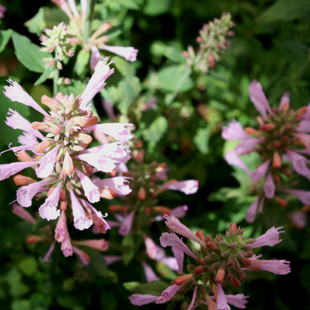 Agastache aurantiaca 'Sunny Sparks Pink Glow' PP32515 Sunny Sparks™ Pink Glow Hummingbird Mint, 1 Gallon Perennial