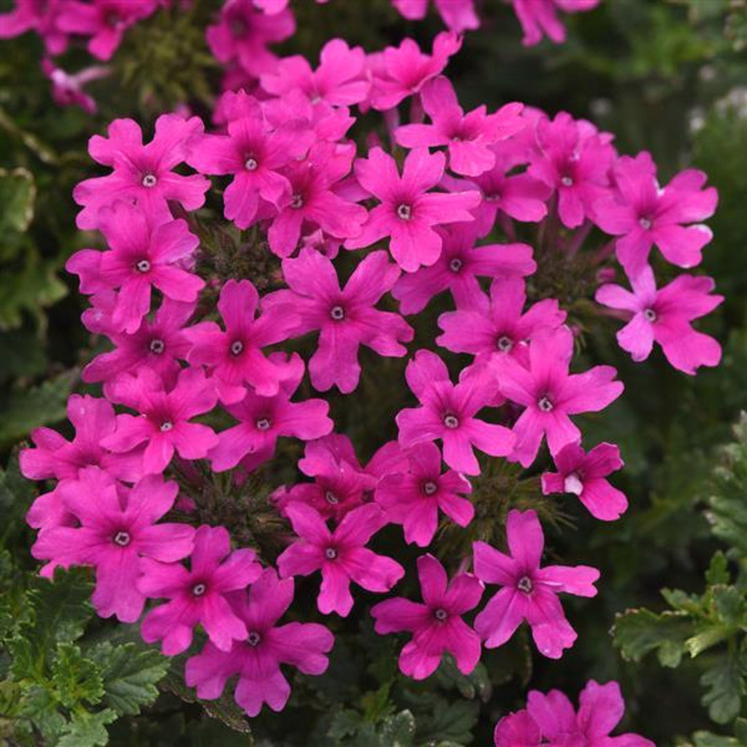 Verbena canadensis 'Homestead Hot Pink' PP34360 Verbena, 1 Gallon Perennial