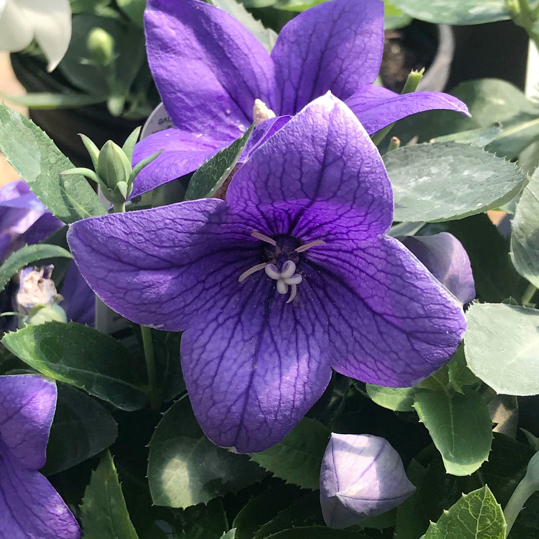 Platycodon grandiflorus 'Pop Star Blue' Pop Star™ Blue Balloon Flower, 1 Gallon Perennial
