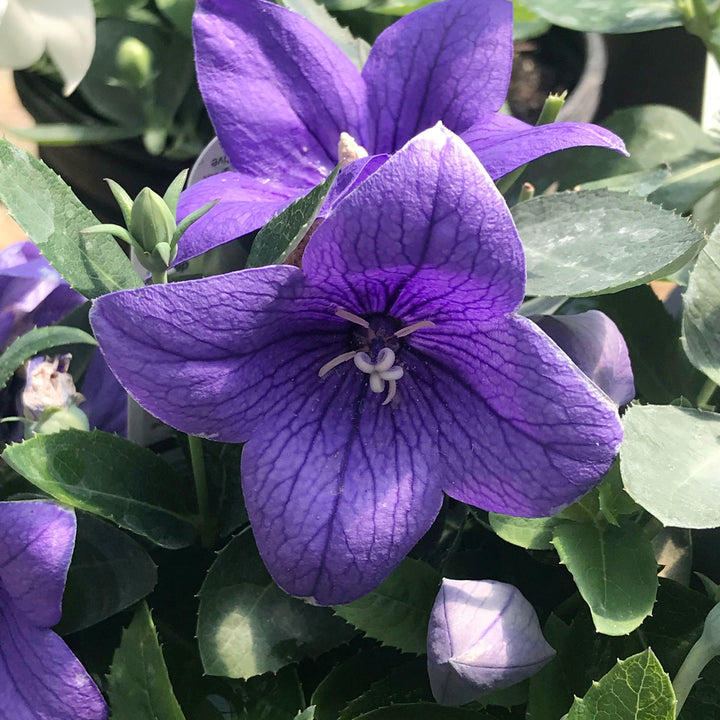 Platycodon grandiflorus 'Pop Star Blue' Pop Star™ Blue Balloon Flower, 1 Gallon Perennial