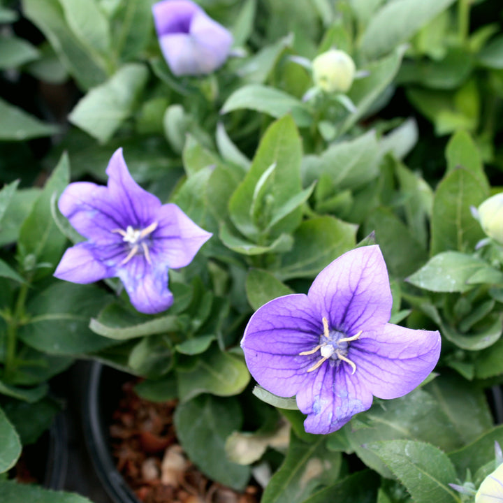 Platycodon grandiflorus 'Pop Star Blue' Pop Star™ Blue Balloon Flower, 1 Gallon Perennial