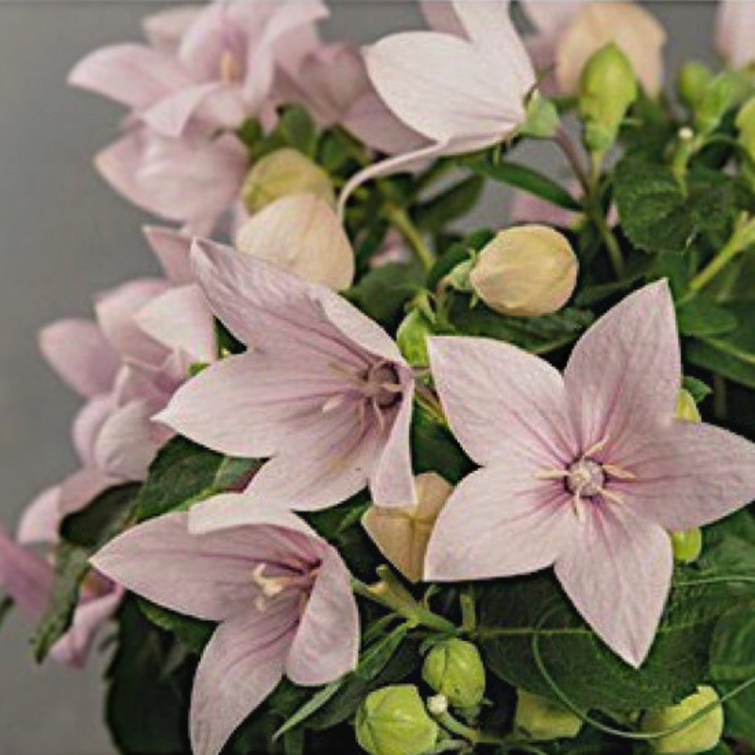 Platycodon grandiflorus 'Pop Star Pink' Pop Star™ Pink Balloon Flower, 1 Gallon Perennial