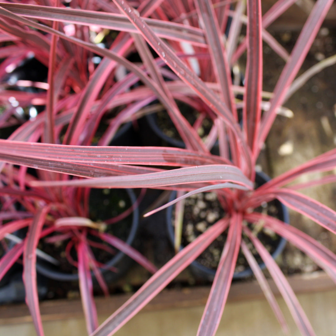 Cordyline australis 'Charlie Boy' PP20139 Cordyline, 1 Quart Perennial