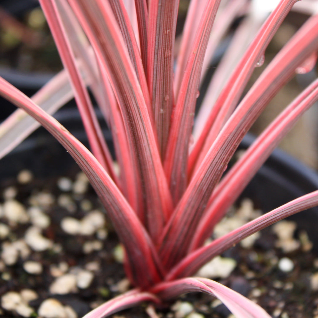 Cordyline australis 'Charlie Boy' PP20139 Cordyline, 1 Quart Perennial