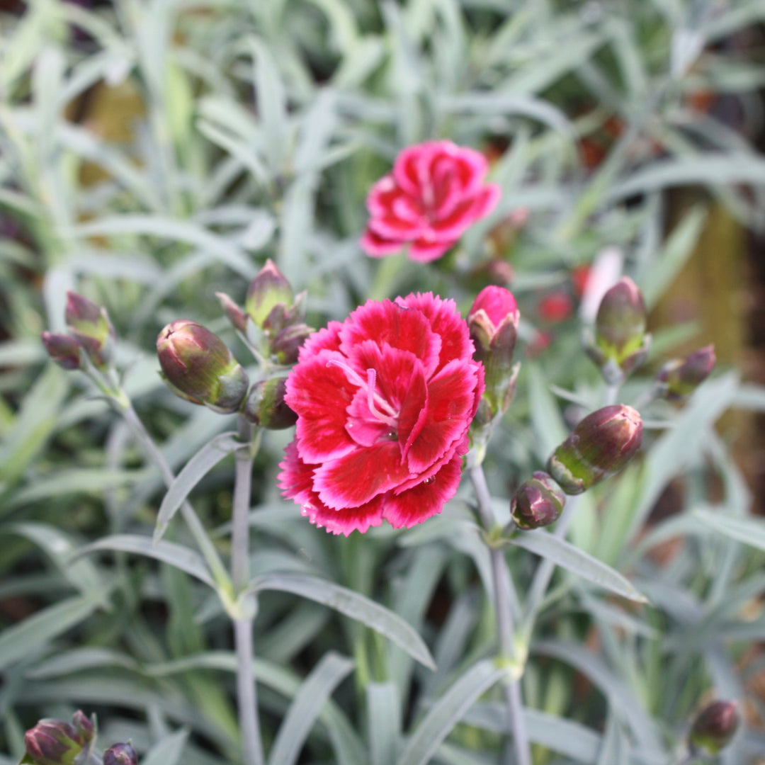 Dianthus caryophyllus 'KLEDG11143' PP23150 EverLast™ Burgundy Blush Carnation, 1 Gallon Perennial