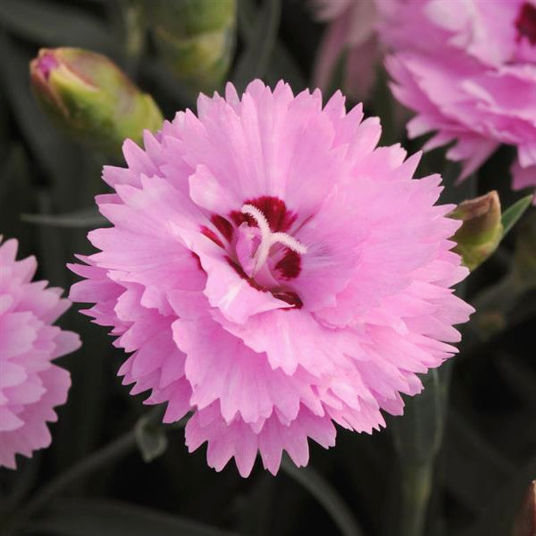 Dianthus caryophyllus 'KLEDG10117' PP23330 EverLast™ Lavender + Eye Carnation, 1 Gallon Perennial