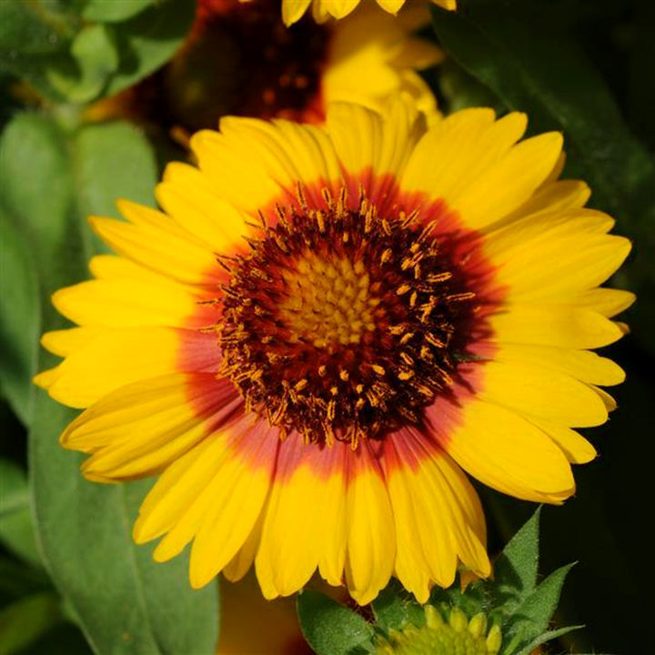 Gaillardia x grandiflora 'PAS888652' Mesa™ Bright Bicolor Blanket Flower, 1 Gallon Perennial