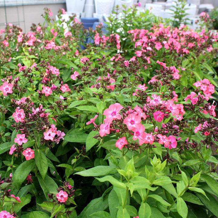 Phlox paniculata 'Balsukaco' PPAF Super Ka-Pow™ Coral Garden Phlox, 1 Gallon Perennial