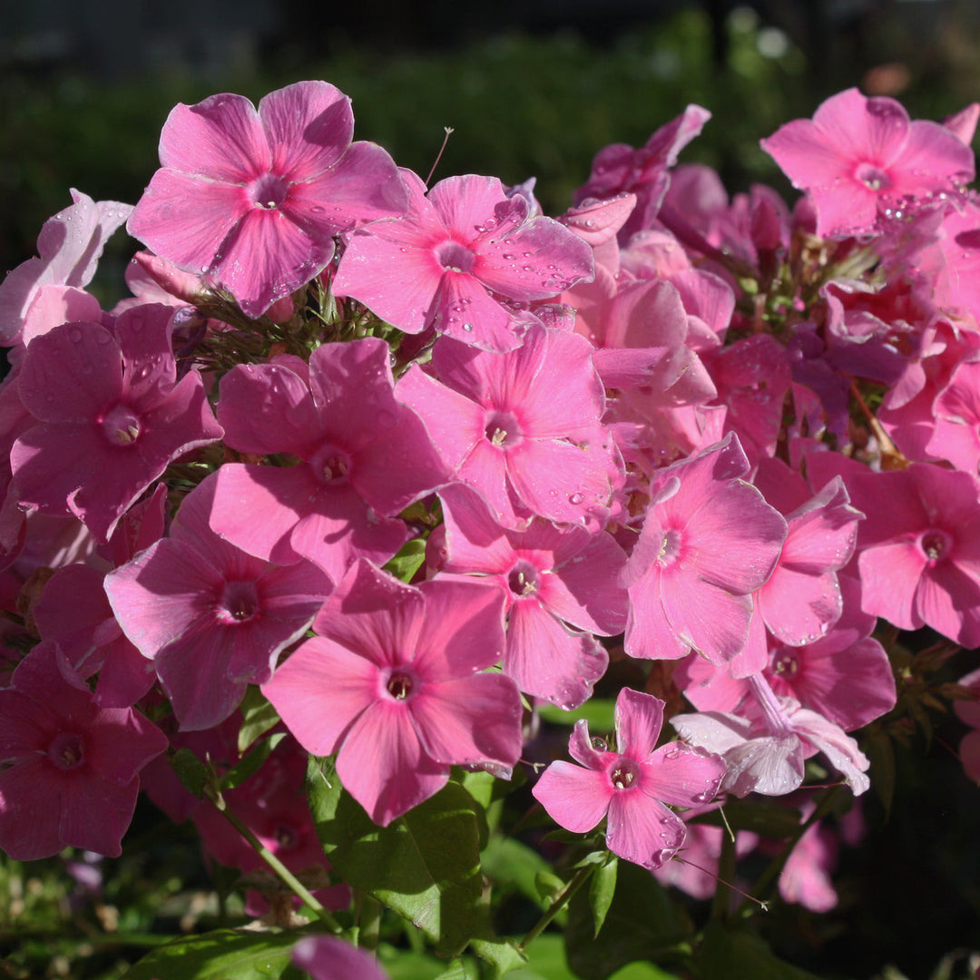 Phlox paniculata 'Balsukapin' Super Ka-Pow™ Pink Garden Phlox, 1 Gallon Perennial