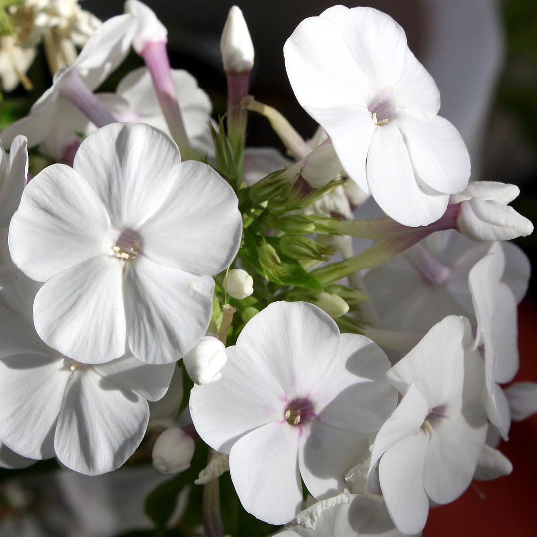 Phlox paniculata 'Balsukawi' PP33187 Super Ka-Pow™ White Garden Phlox, 1 Gallon Perennial