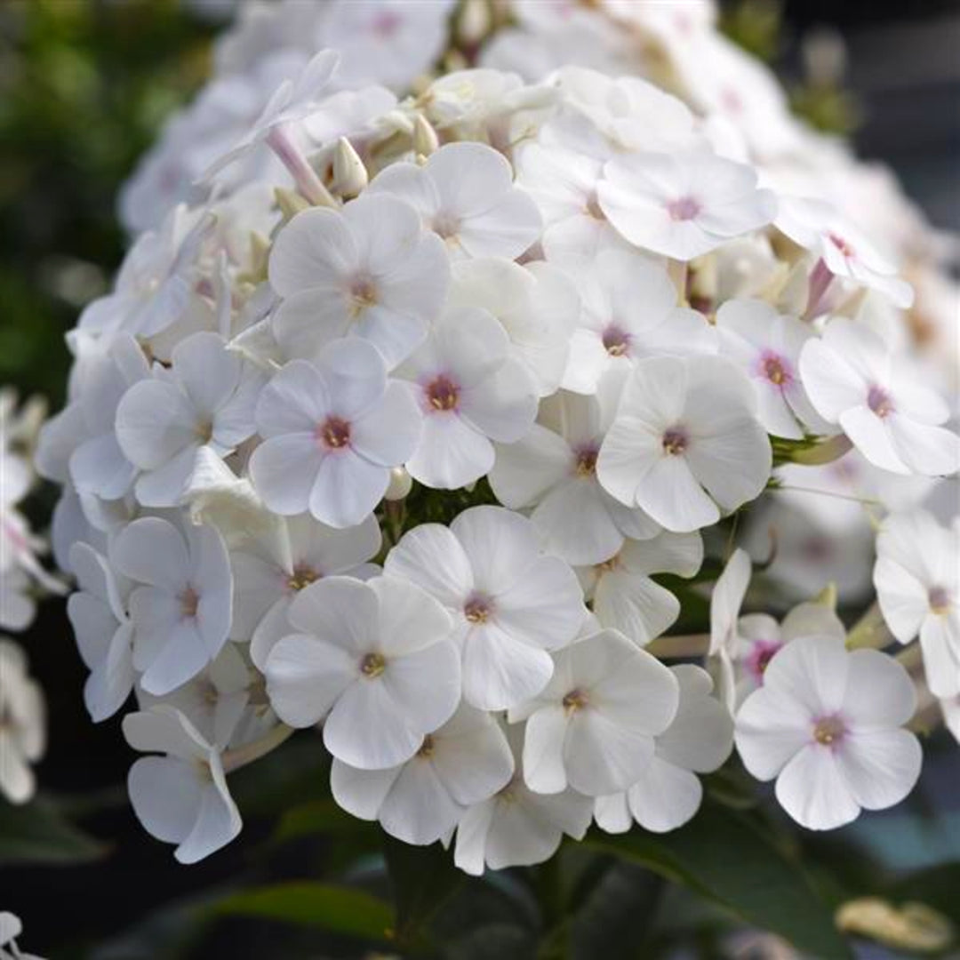 Phlox paniculata 'Balsukawi' PP33187 Super Ka-Pow™ White Garden Phlox, 1 Gallon Perennial