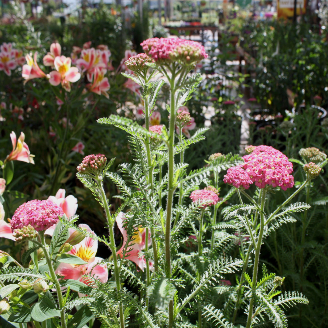 Achillea millefolium 'Skysail Fire' Yarrow, 2 Gallon Perennial