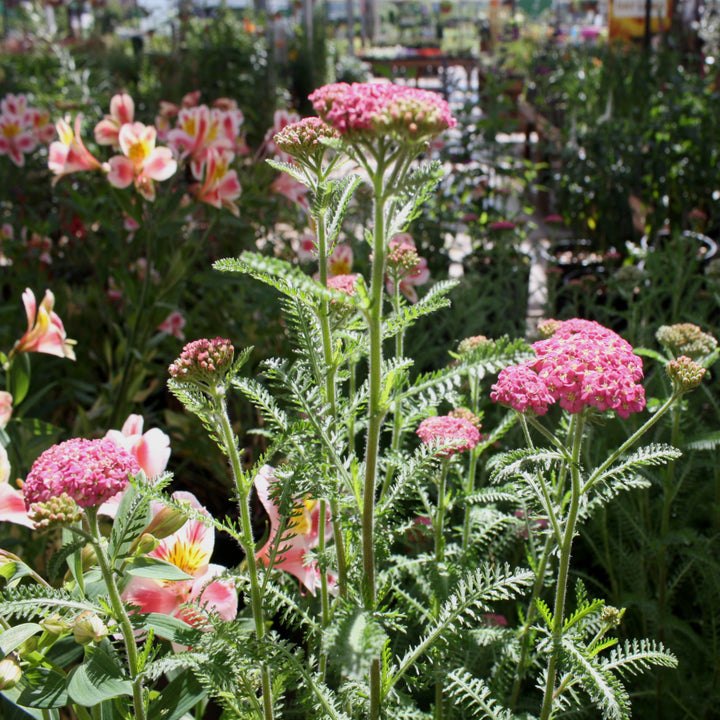 Achillea millefolium 'Skysail Fire' Yarrow, 2 Gallon Perennial