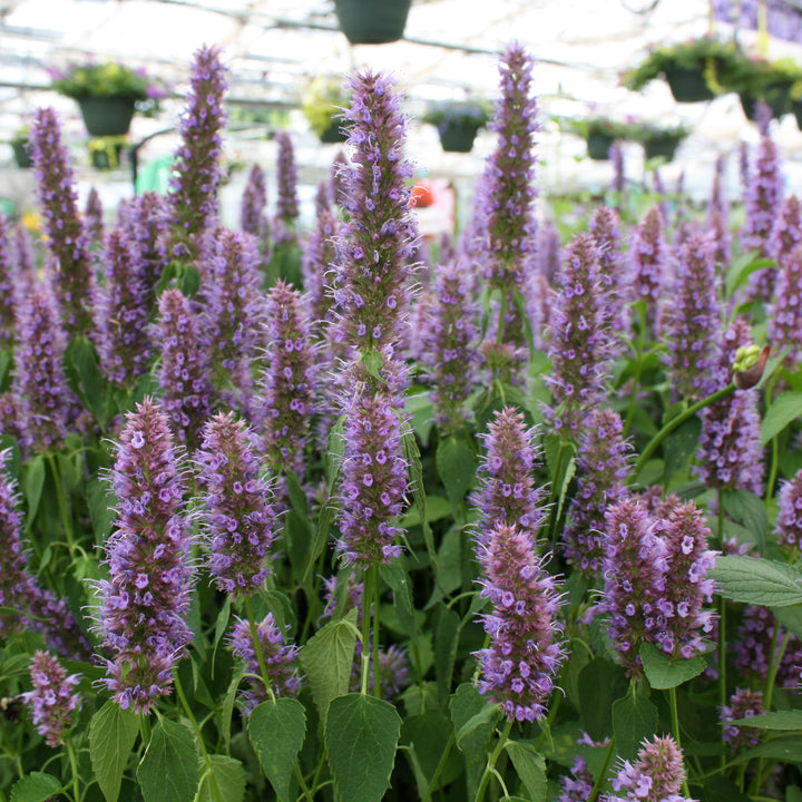 Agastache rugosa 'Agapd' PP30614 Beelicious® Purple Hummingbird Mint, 1 Gallon Perennial