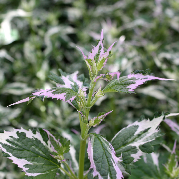 Agastache x 'Crazy Fortune' PP31364 Hummingbird Mint, 1 Gallon Perennial
