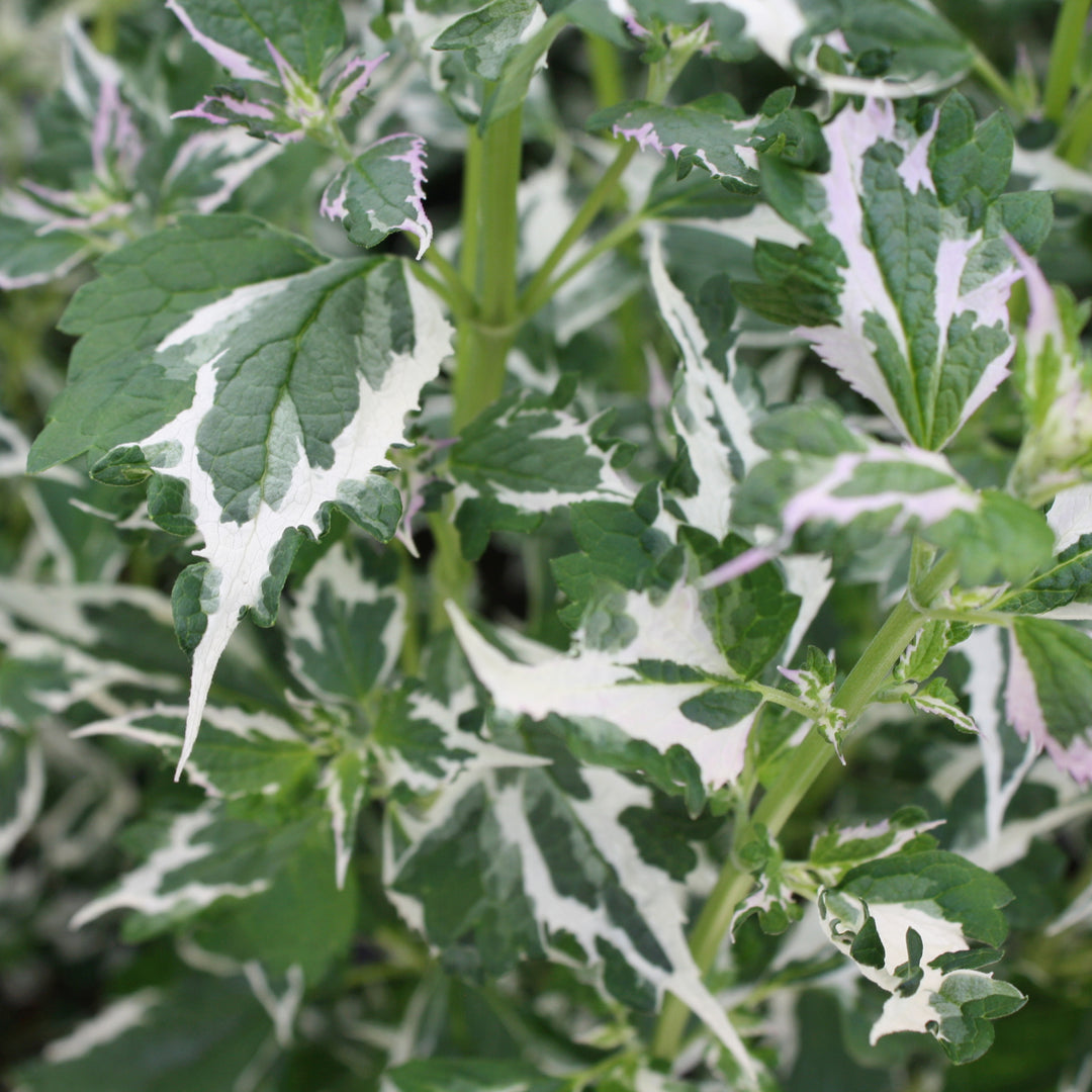 Agastache x 'Crazy Fortune' PP31364 Hummingbird Mint, 1 Gallon Perennial