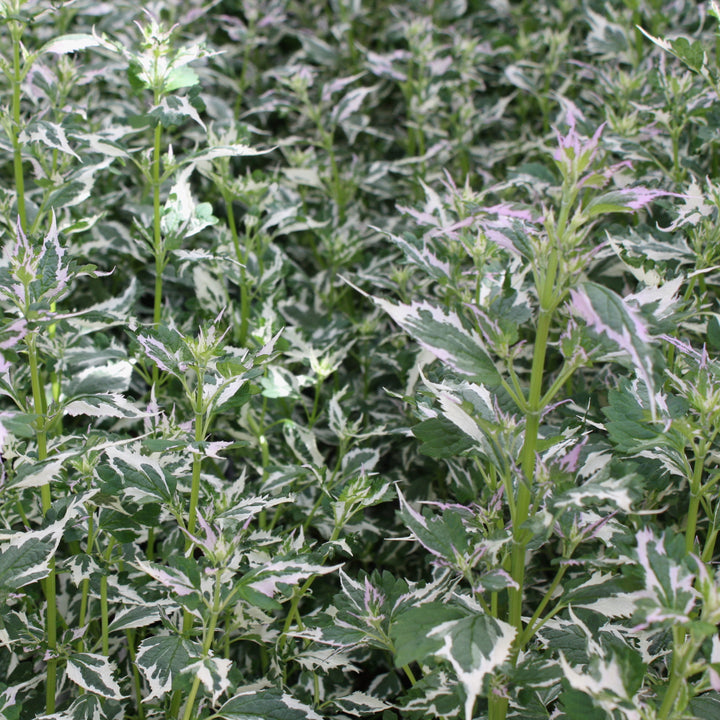 Agastache x 'Crazy Fortune' PP31364 Hummingbird Mint, 1 Gallon Perennial