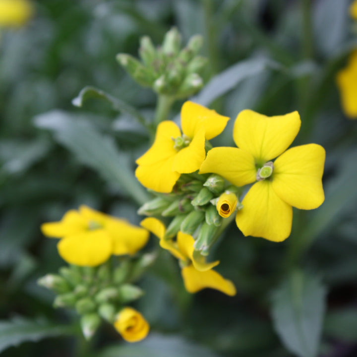Erysimum x 'Glow Golden' Wallflower, 1 Gallon Perennial