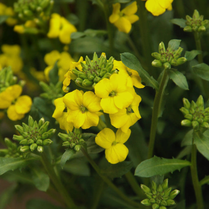 Erysimum x 'Glow Golden' Wallflower, 1 Gallon Perennial