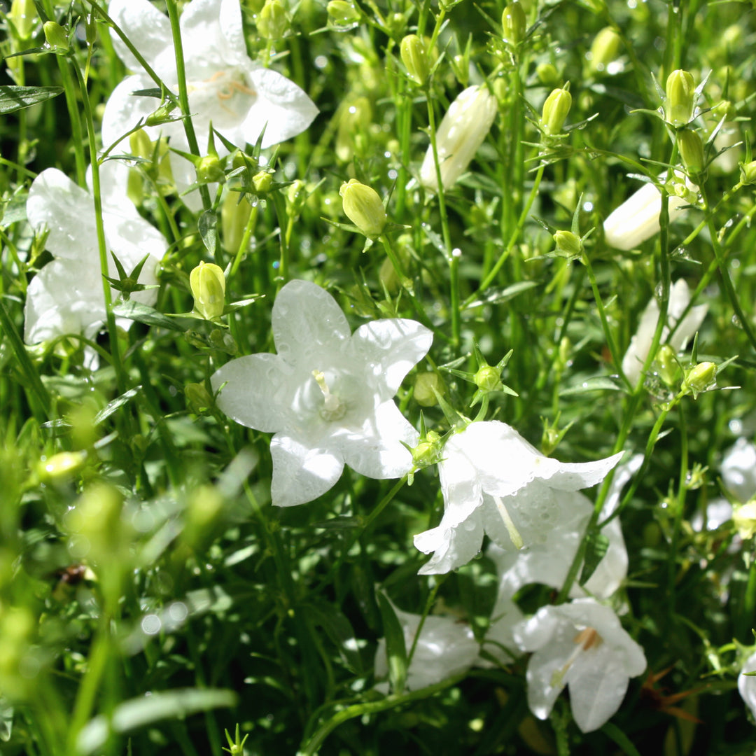 Campanula x '2.0 White' Spring Bell® 2.0 White Campanula, 1 Gallon Perennial