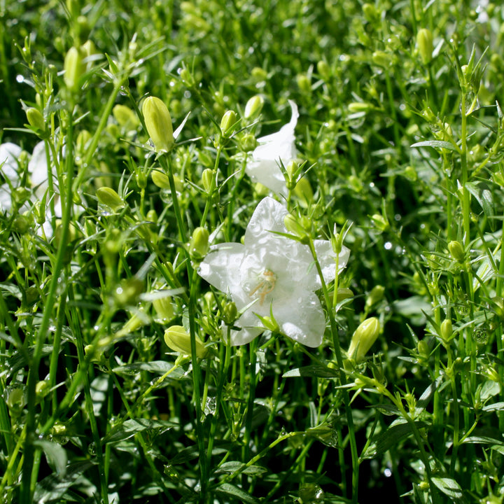 Campanula x '2.0 White' Spring Bell® 2.0 White Campanula, 1 Gallon Perennial