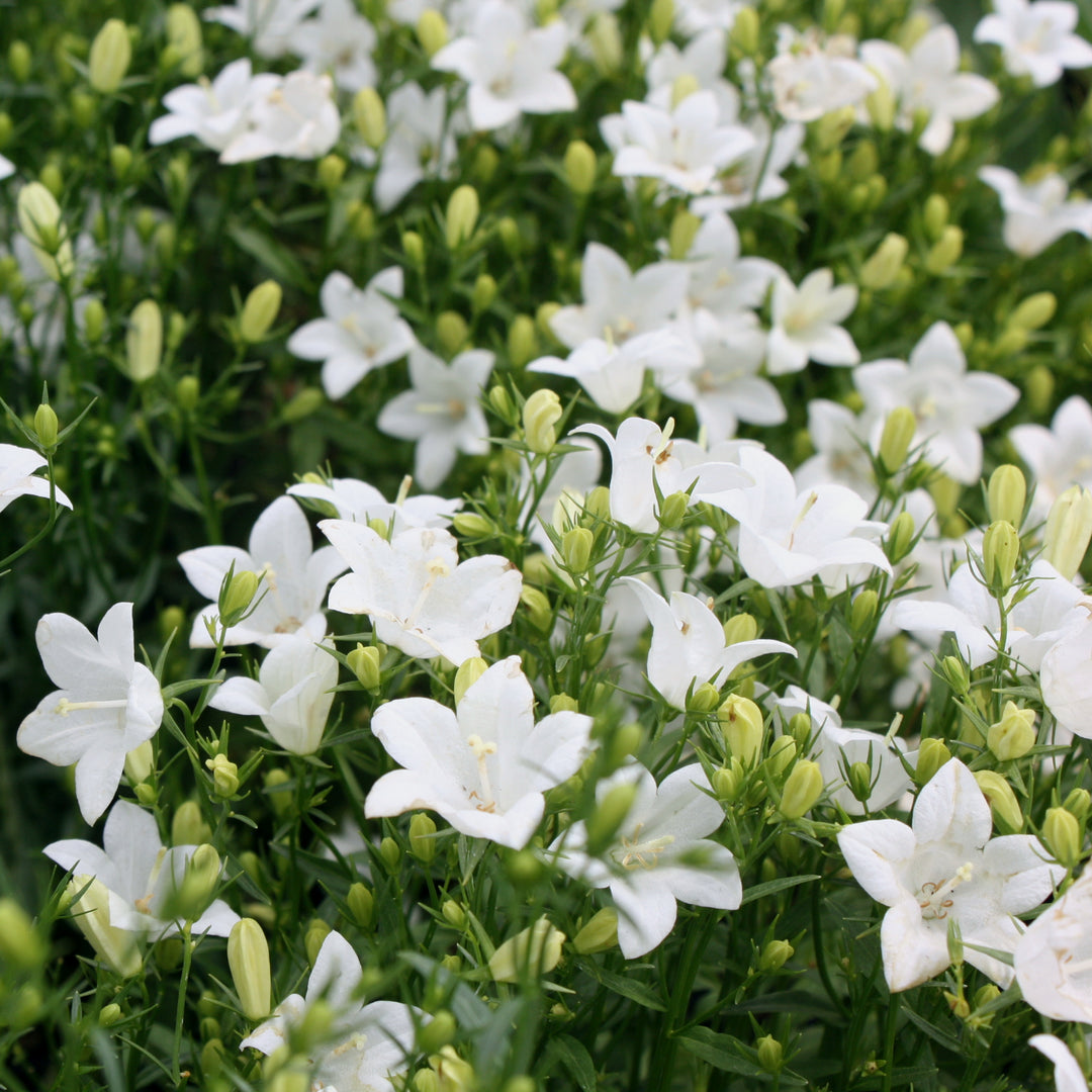 Campanula x '2.0 White' Spring Bell® 2.0 White Campanula, 1 Gallon Perennial