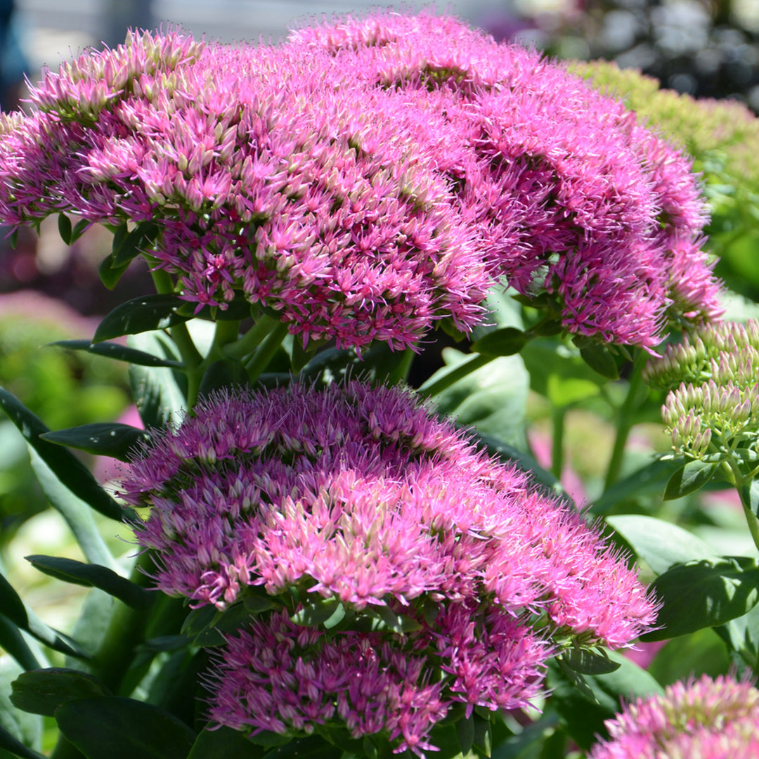 Sedum spectabile 'Walburtons Pizzazz' PP25944 Tall Sedum, 1 Gallon Perennial