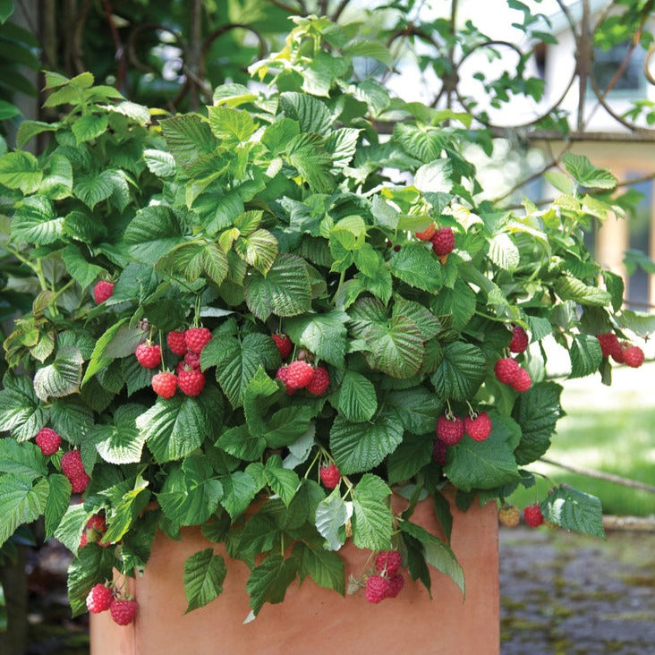 Al's Garden & Home 'Bushel & Berry Raspberry Shortcake' Raspberry (Rubus ideaus), 2 Gallon edible vine