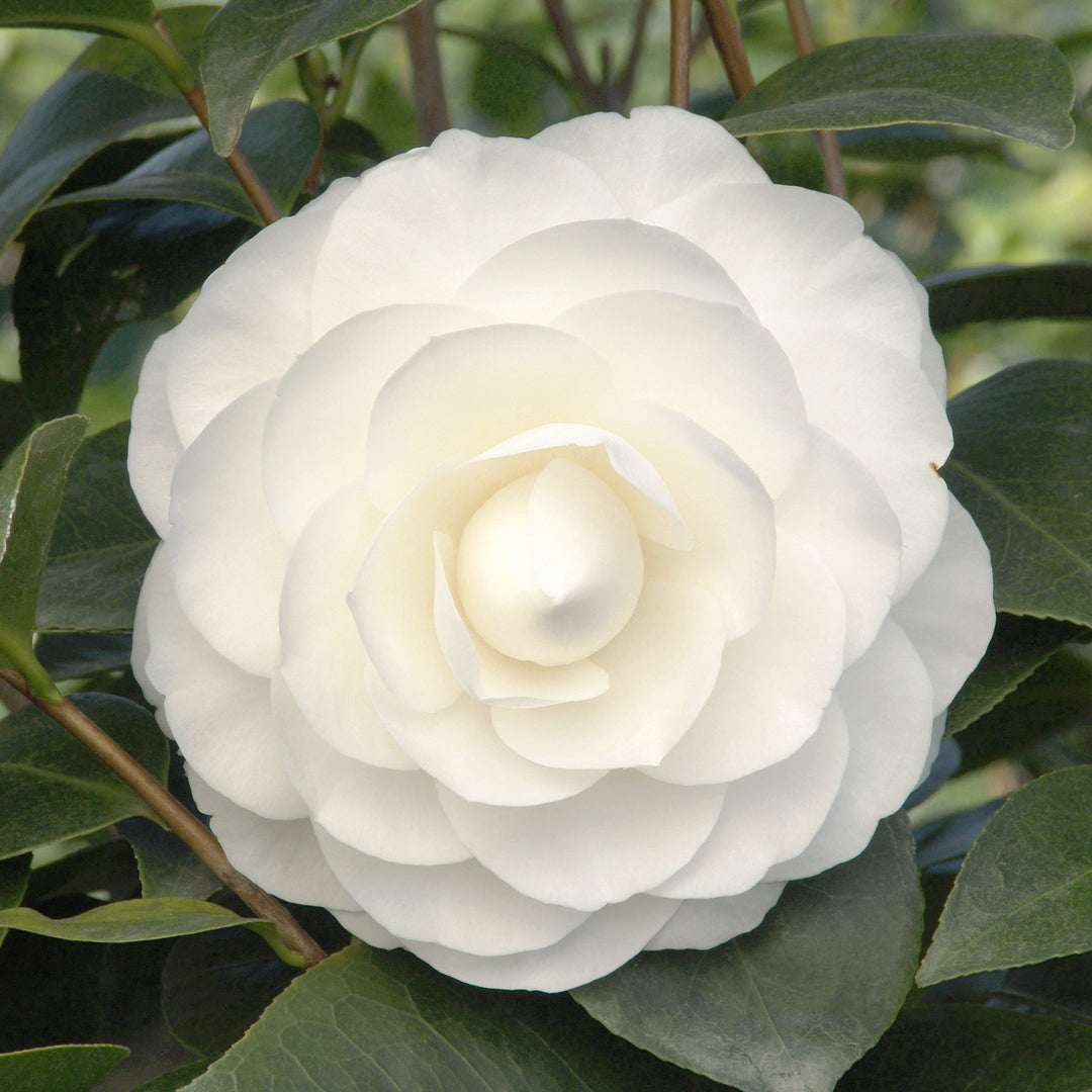 Camellia japonica 'Nuccio's Gem' Camellia, 5 Gallon Shrub