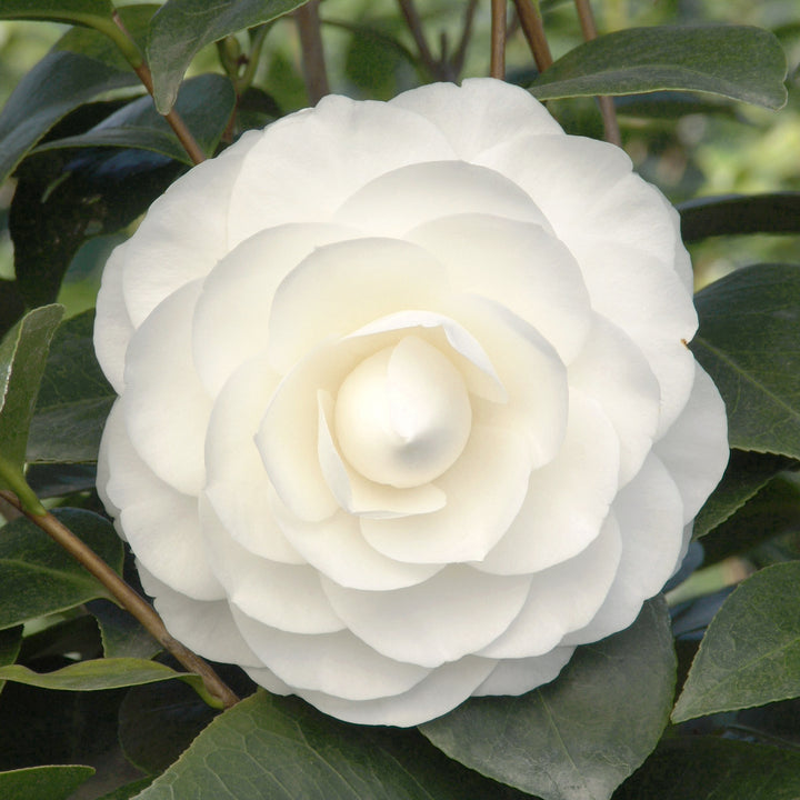 Camellia japonica 'Nuccio's Gem' Camellia, 5 Gallon Shrub