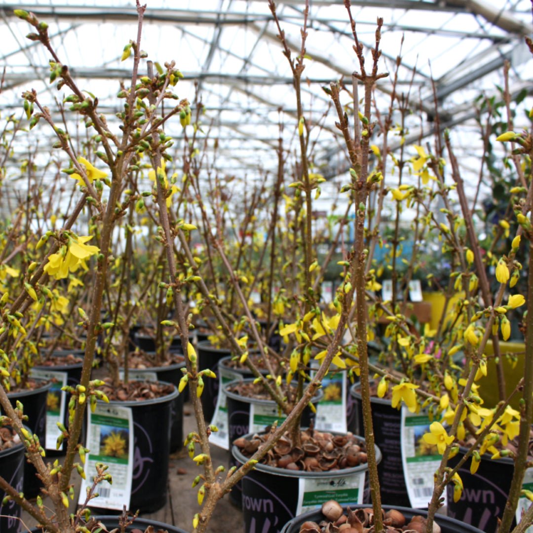 Forsythia × intermedia 'Lynwood Gold' Forsythia, 1 Gallon Shrub