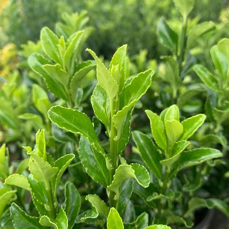 Euonymus japonicus 'Green Spire' Boxleaf Euonymus, 1 Gallon Shrub