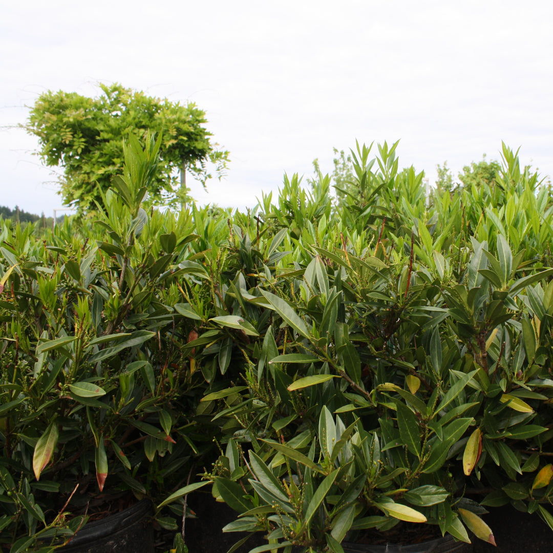 Prunus laurocerasus English Laurel, 7 Gallon Shrub