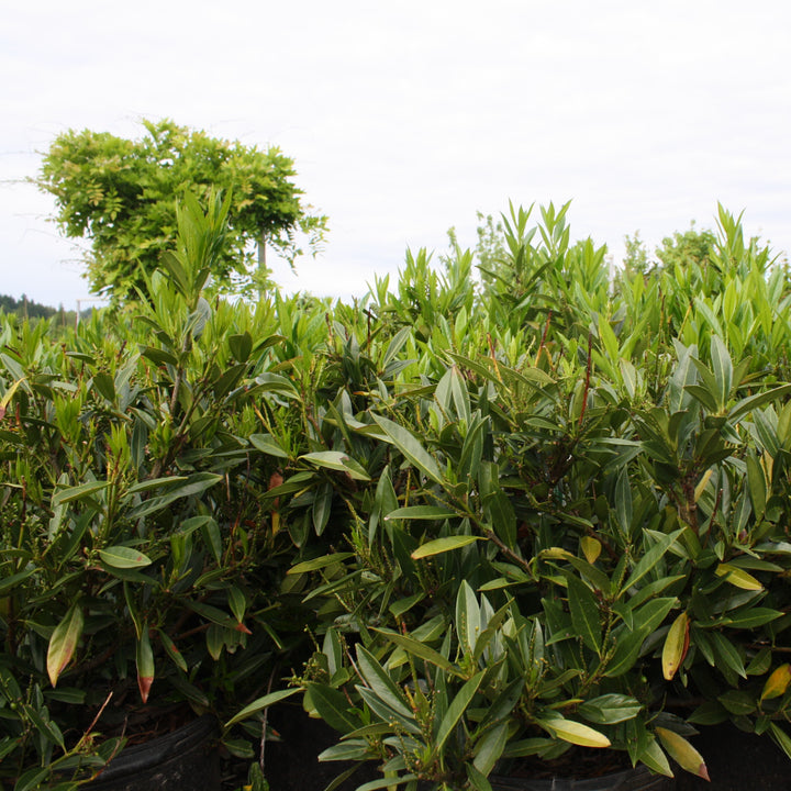 Prunus laurocerasus English Laurel, 7 Gallon Shrub