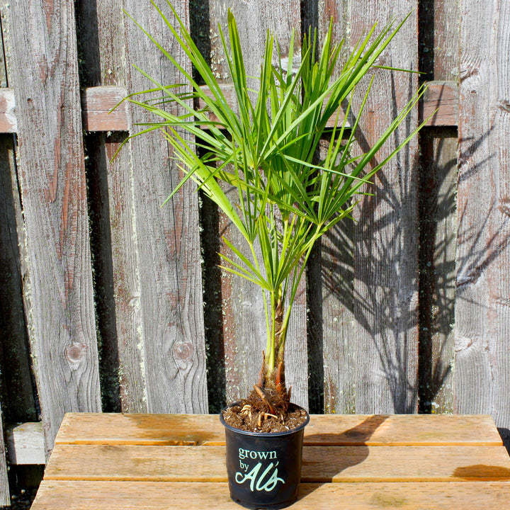 Trachycarpus fortunei Windmill Palm, 1 Gallon Tree