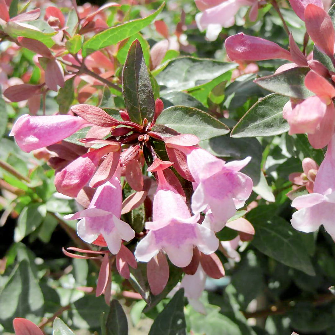 Abelia x grandiflora 'Edward Goucher' Abelia, 1 Gallon Shrub
