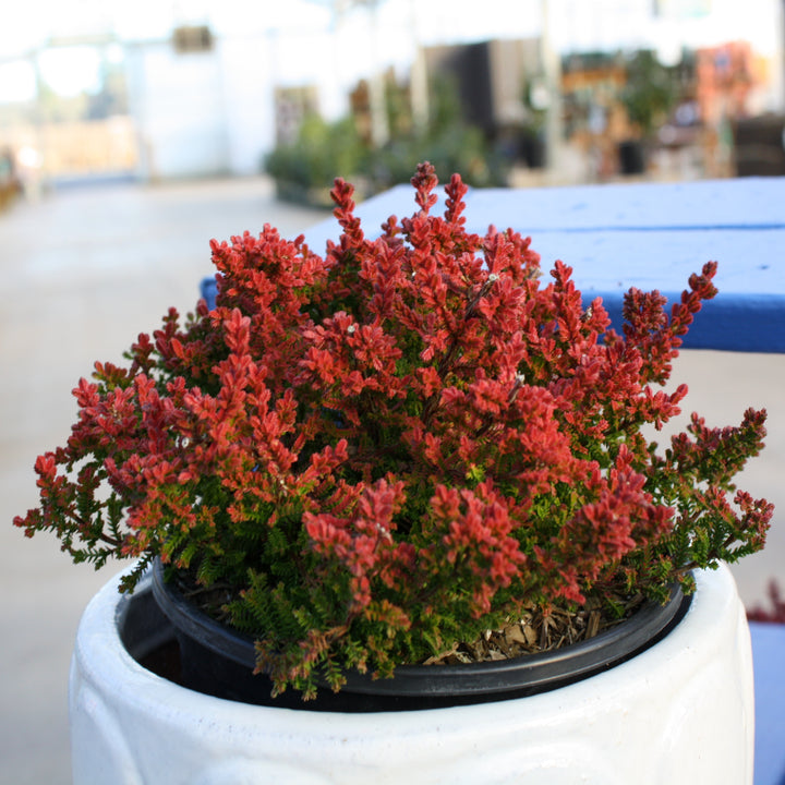 Calluna vulgaris 'Firefly' Heather, 1 Gallon Shrub