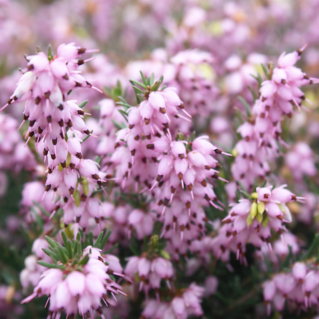 Erica x darleyensis 'Mediterranean Pink' Cape Heather, 1 Gallon Shrub