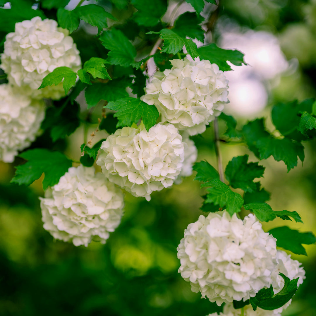 Viburnum opulus 'Roseum' Snowball Bush, 7 Gallon Shrub