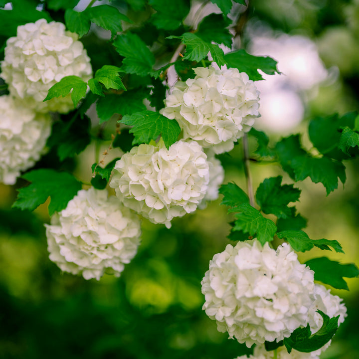 Viburnum opulus 'Roseum' Snowball Bush, 7 Gallon Shrub