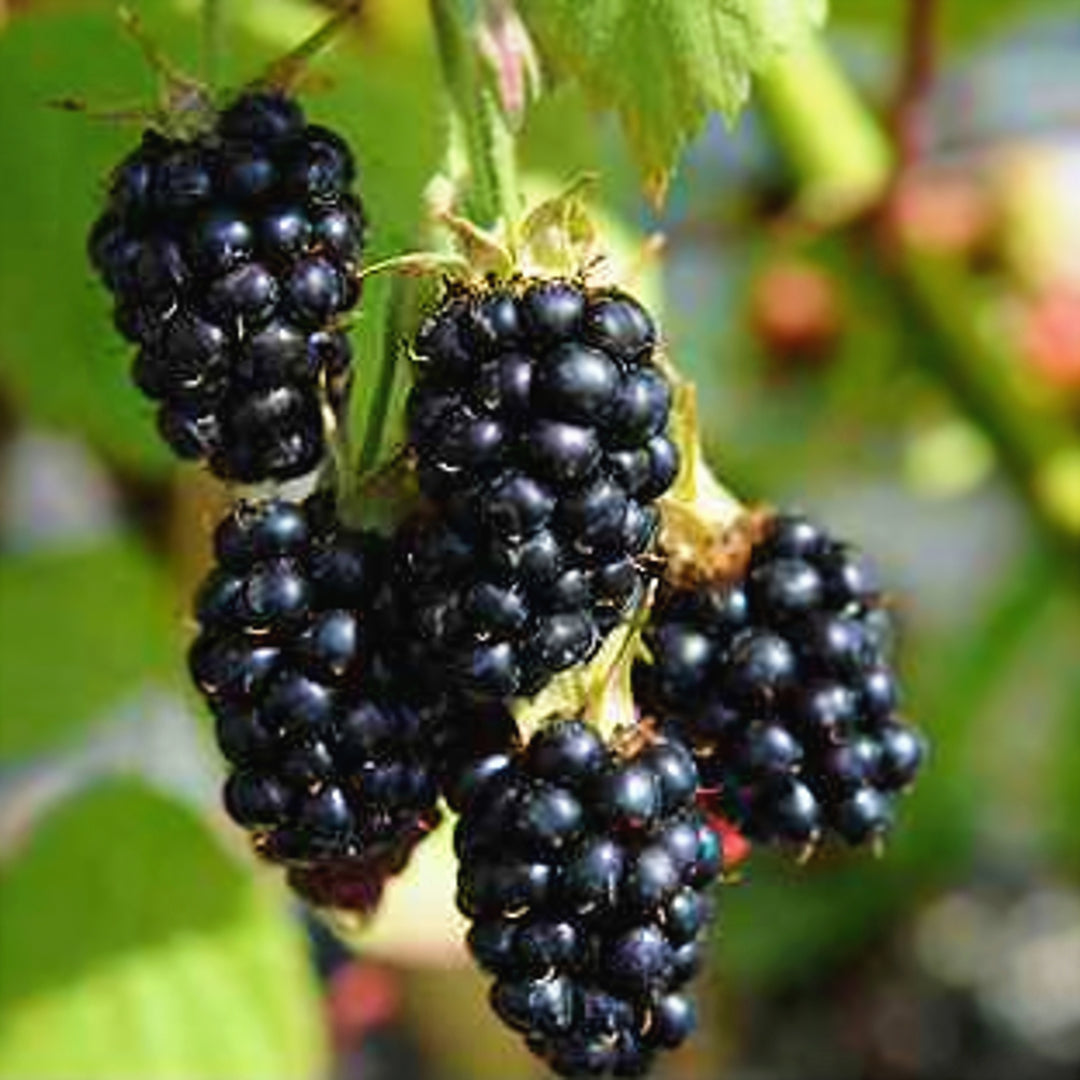 Rubus fructicosus 'Black Satin' Blackberry, 1 Gallon Vine