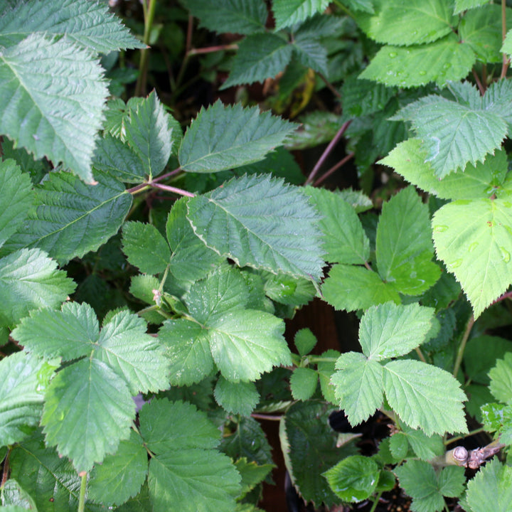 Rubus fructicosus 'Black Satin' Blackberry, 1 Gallon Vine