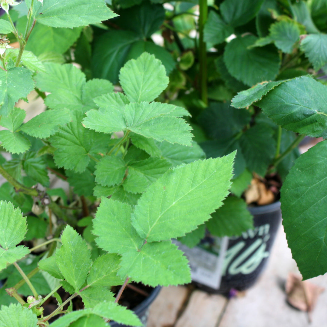 Rubus fructicosus 'Black Satin' Blackberry, 1 Gallon Vine