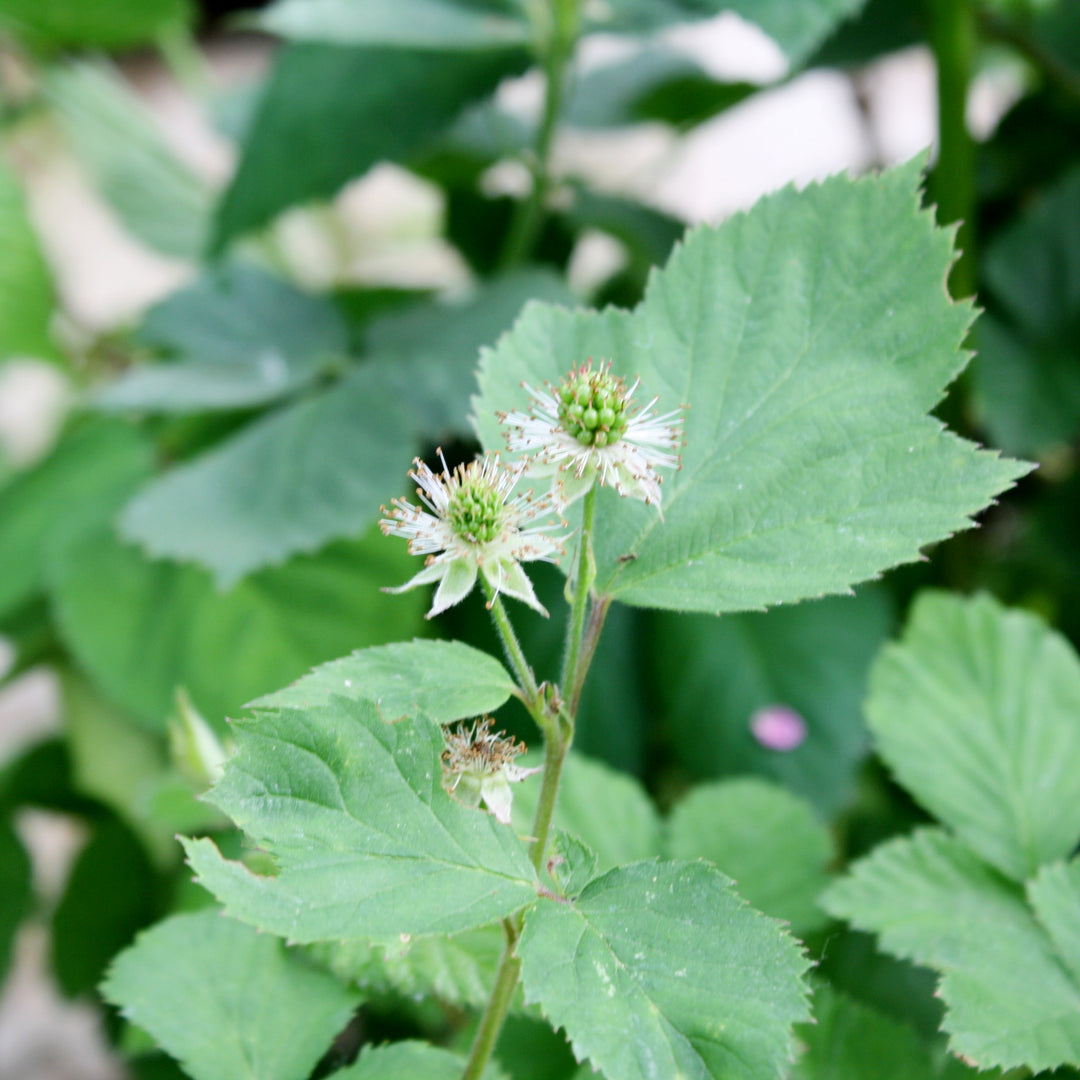 Rubus fructicosus 'Black Satin' Blackberry, 1 Gallon Vine