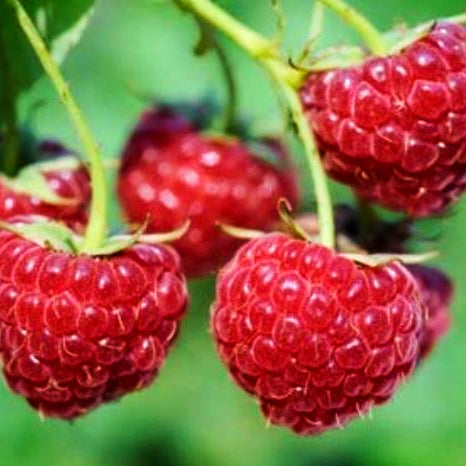 Rubus ideaus 'Willamette' Raspberry, 1 Gallon Vine