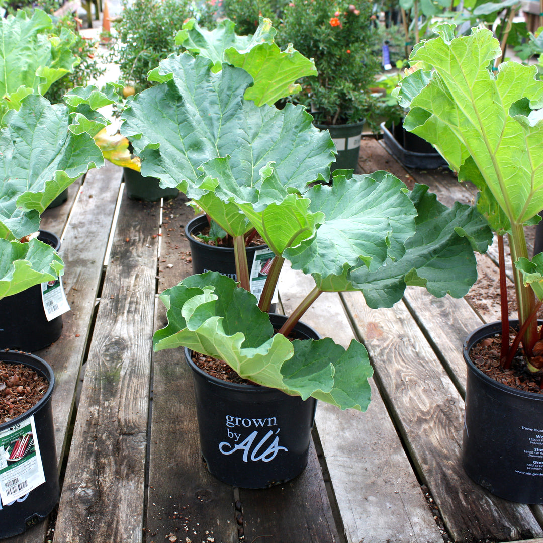 Rheum rhabarbarum 'Crimson Red' Rhubarb, 2 Gallon Shrub