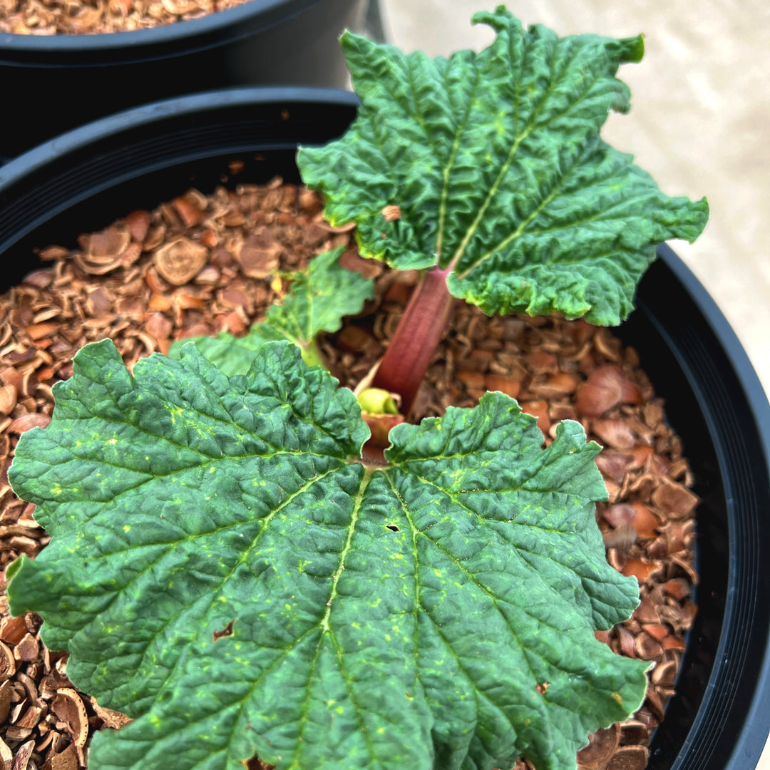 Rheum rhabarbarum 'Crimson Red' Rhubarb, 2 Gallon Shrub