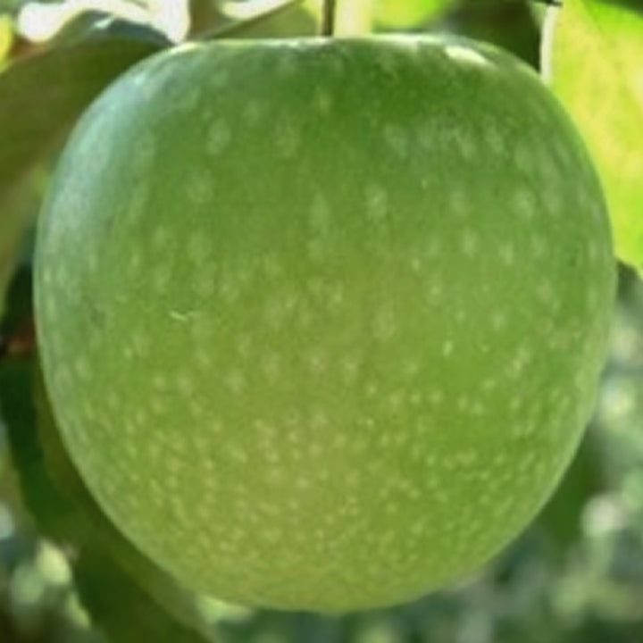 Malus domestica 'Granny Smith' Semi-Dwarf Apple, 7 Gallon Tree